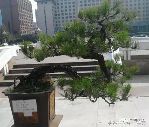 山松移植后黄叶,山松下山桩一月份怎么黄叶了