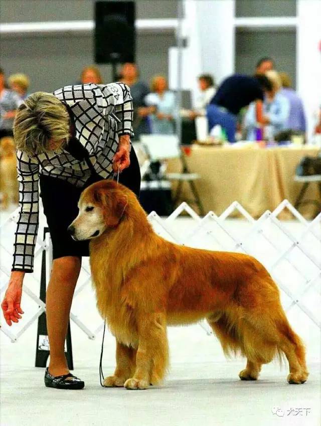 殿堂人物:采访美国金毛领军人物—TonyaStruble