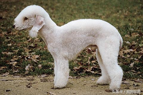 可爱呆萌狗狗资料,狗狗15种寄生虫病详细资料图