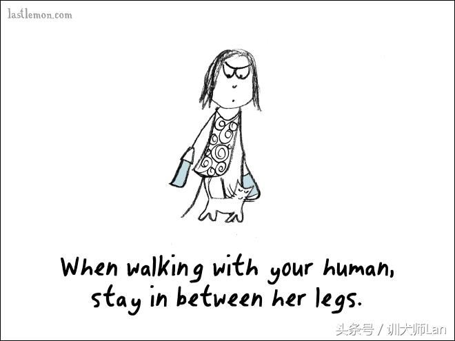 模拟猫咪攻略,驯服猫咪攻略