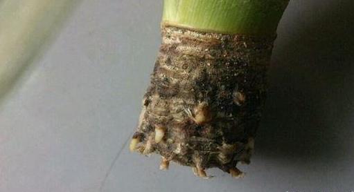 吃完菠萝种菠萝的方法,菠萝吃完的菠萝头还能种吗