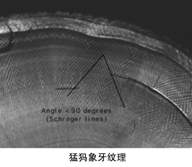 揭露猛犸象牙的仿冒品,真猛犸象牙和人工猛犸象牙图