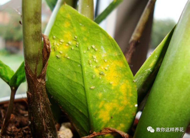 金钱树叶子发黄的原因和解决方法,金钱树叶子发黄原因及解决办法