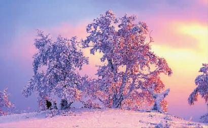 冬已去春将至配图,冬已去春归来此时花正开