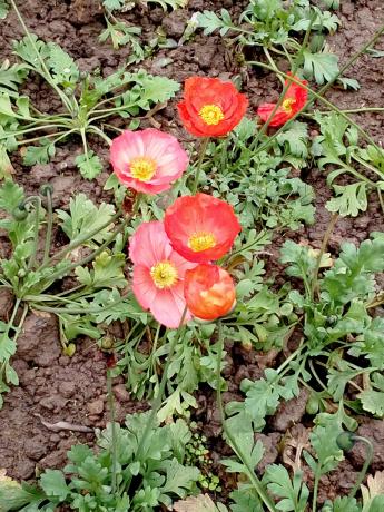 重庆地区郁金香的花期一般有多长,郁金香冬天开花后春天还能再开吗