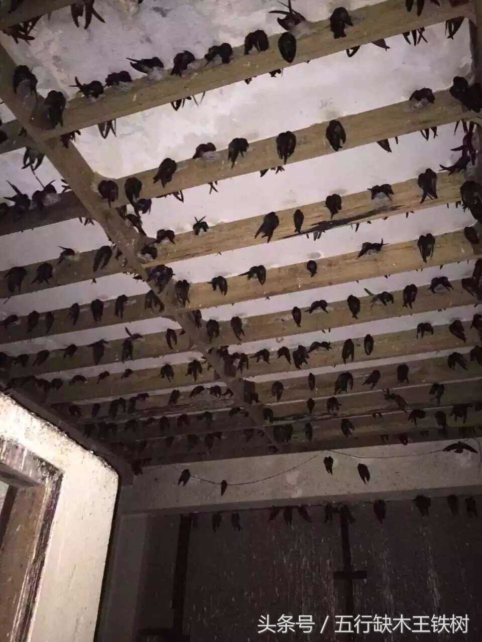 泰国燕窝什么工艺,泰国燕窝知识