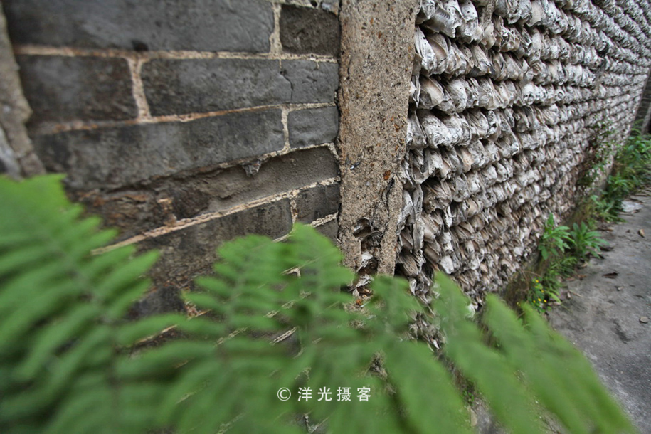 榕树不容人容人不榕树是什么意思,为什么有榕树不容人的说法