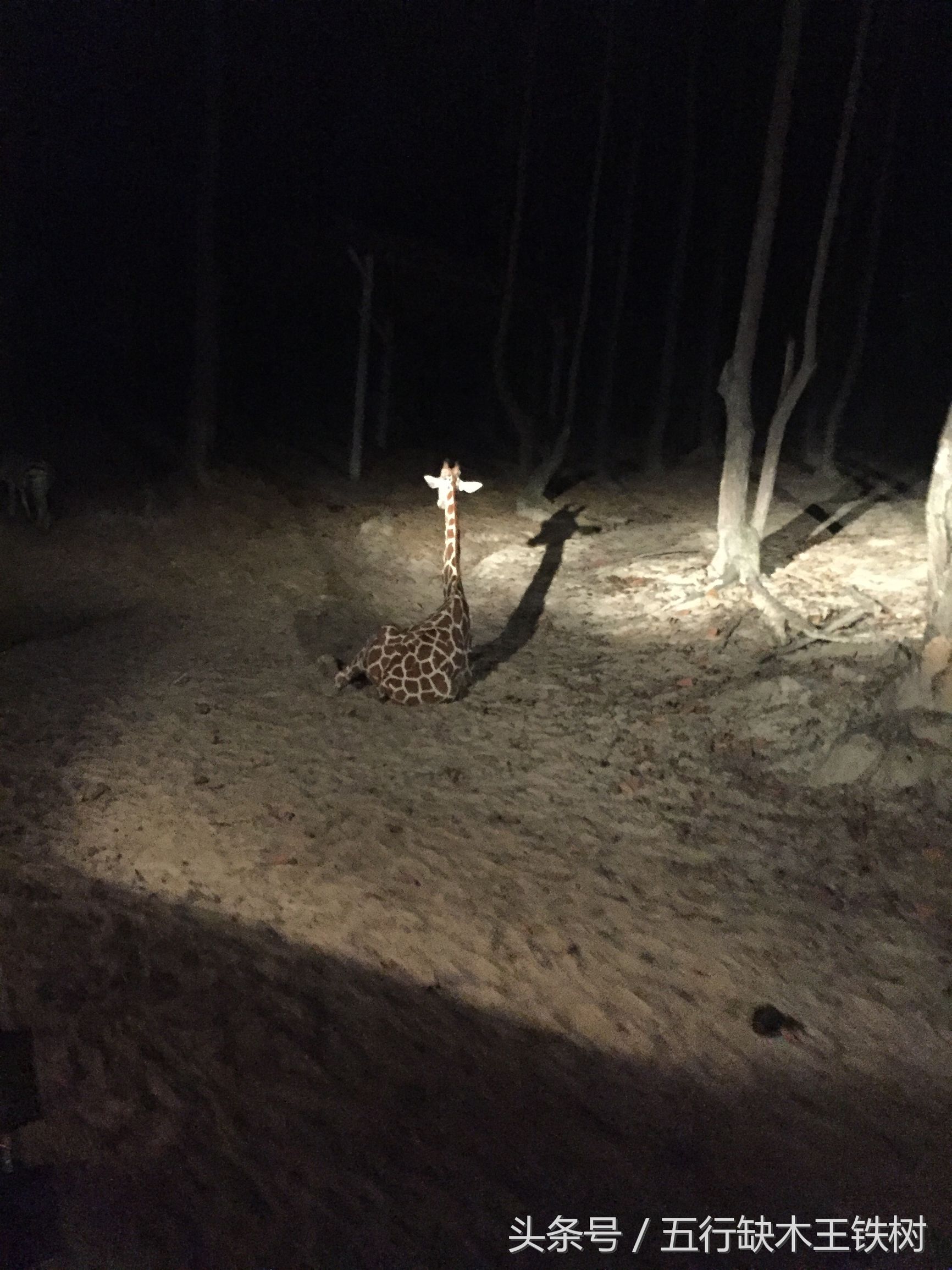 清迈夜景之双龙寺,清迈去双龙寺怎么去