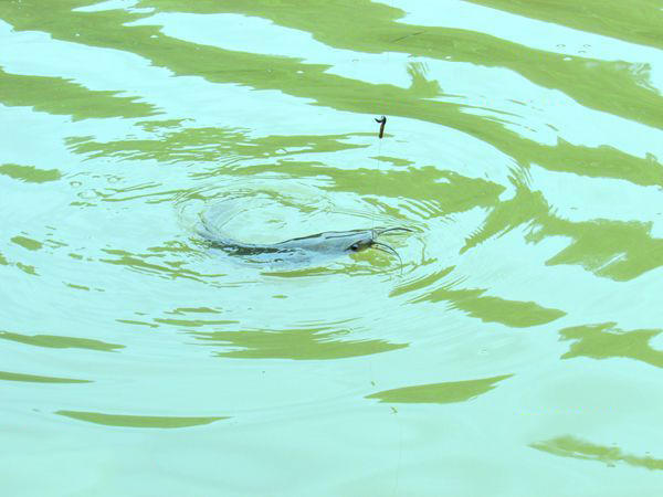 用黑蚯蚓钓黄辣丁,用黑蚯蚓钓什么鱼