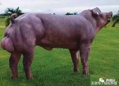 母猪怀孕期不能用哪些药,母猪不受孕打什么消炎针好