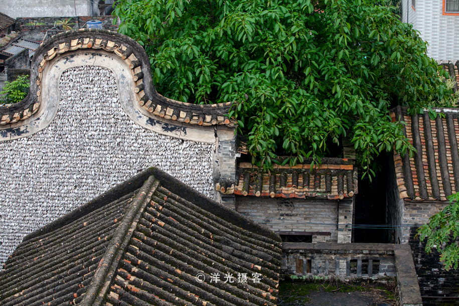 有人说榕树容财不容人是什么意思,榕树不容人的迷信说法