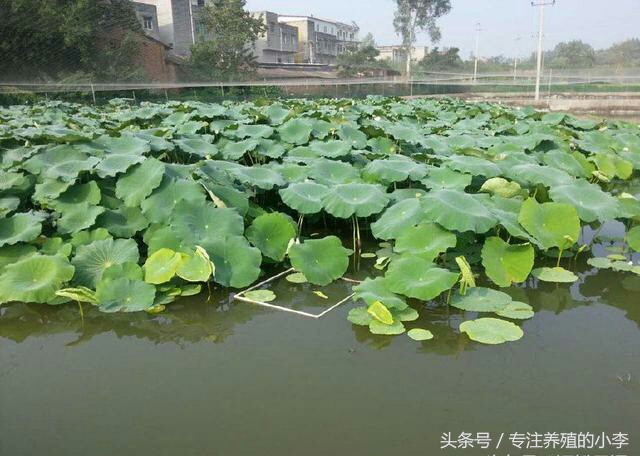 养殖一亩地的泥鳅一年能赚多少钱,人工养泥鳅一亩能赚多少钱利润