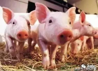 母猪怀孕期不能用哪些药,母猪不受孕打什么消炎针好