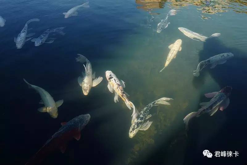 leica徕卡相机,leica徕卡摄影