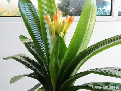 君子兰怎么养才能年年开花,君子兰结种子影响第二年开花吗