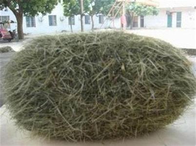 男子杀猪竟收获猪宝,男子杀猪获得猪宝