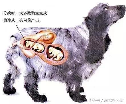 怀孕期的狗狗一定要注意，否则后果不堪设想！