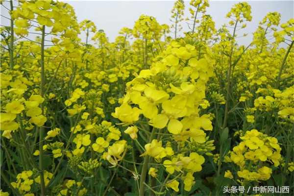 运城春天的花海,春暖花开我们一起去郊游