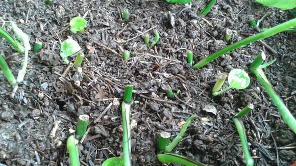 水培绿萝几天喂营养液,家庭水培绿萝的正确方法