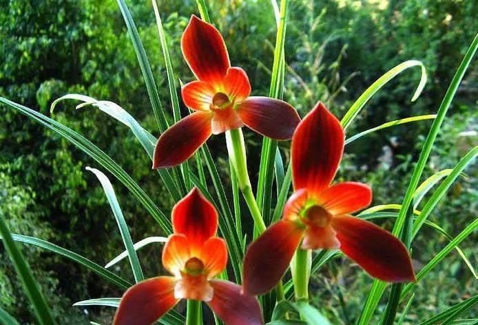 云南兰花名贵品种图片介绍,云南兰花老品种有哪些图片