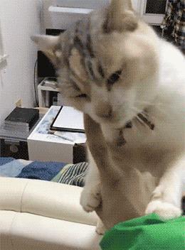 国外版的少林足球,少年版少林足球