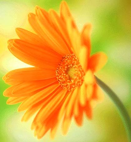 这些花长得极丑镇宅又养人,这些不起眼的花你见过吗