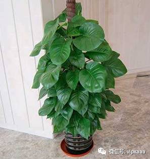 绿萝叶子黄了什么原因造成的,绿萝的叶子会变黄的原因