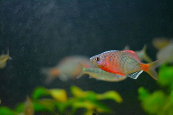 常见原生缸鱼,广西常见原生鱼