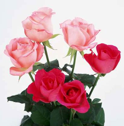 这些花长得极丑镇宅又养人,这些不起眼的花你见过吗