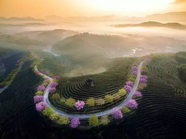 漳平茶山樱花,漳平樱花园景点