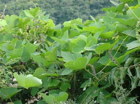 植物界的熊猫,熊猫的医用价值