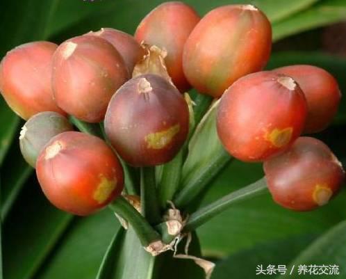 刚长出来的君子兰小苗,君子兰种子发芽生长速度