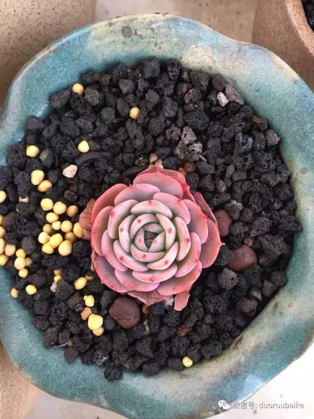 吾家有女初长成全文小说,吾家有女初长成小说精彩阅读