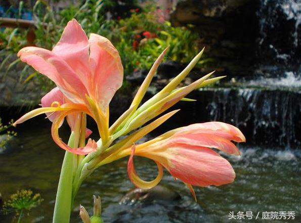 美人蕉几片叶子开花,美人蕉掰开后可以直接种吗