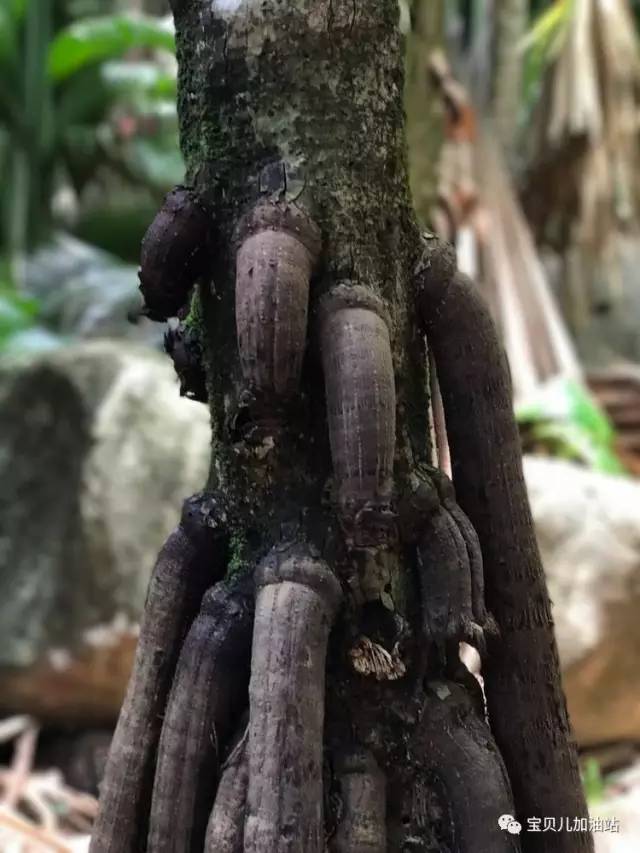 塞舌尔游记,塞舌尔埃及