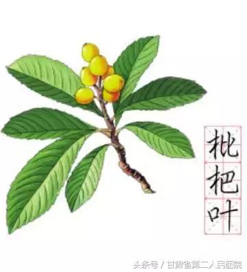 岭南名医咳嗽验方,虚劳咳嗽药膳方剂