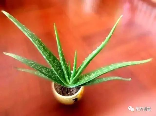 相似的花儿又来了,今天我们来认识它们