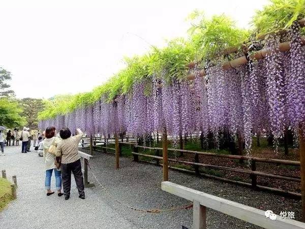 日本紫藤花美景,日本最浪漫的紫藤