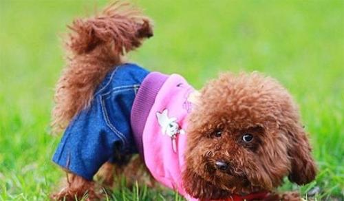 泰迪狗狗身上跟鬼剃头似的怎么回事？