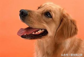 怎样挑选纯种金毛犬避免上当,怎么挑选金毛犬好看