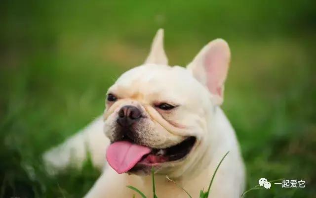 养宠小知识狗狗突然分泌很多口水,宠狗知识