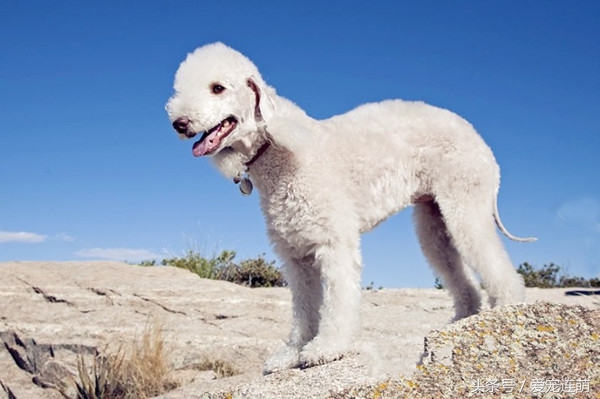 狗狗什么时候才不掉毛,不掉毛的狗狗100种