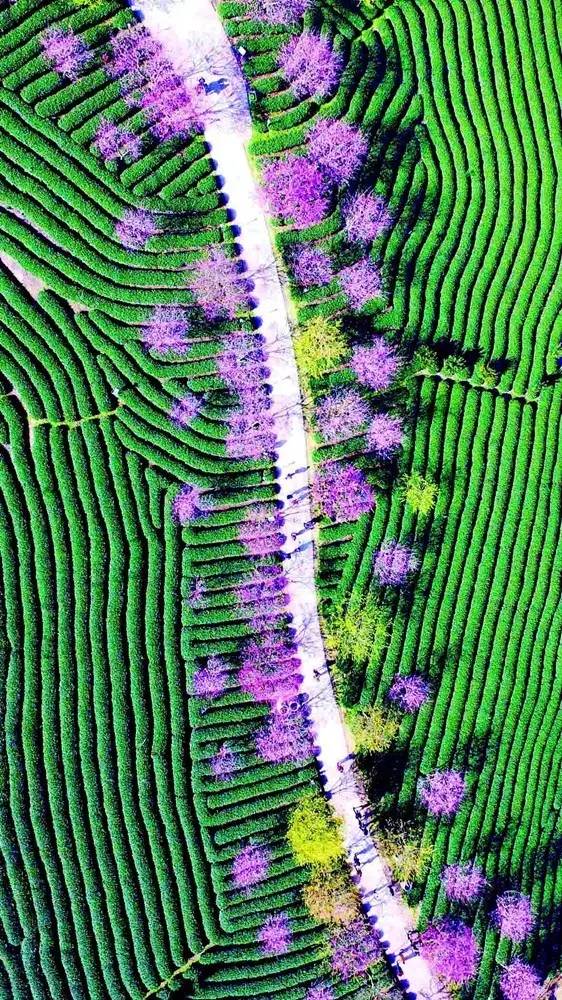漳平茶山樱花,漳平樱花园景点