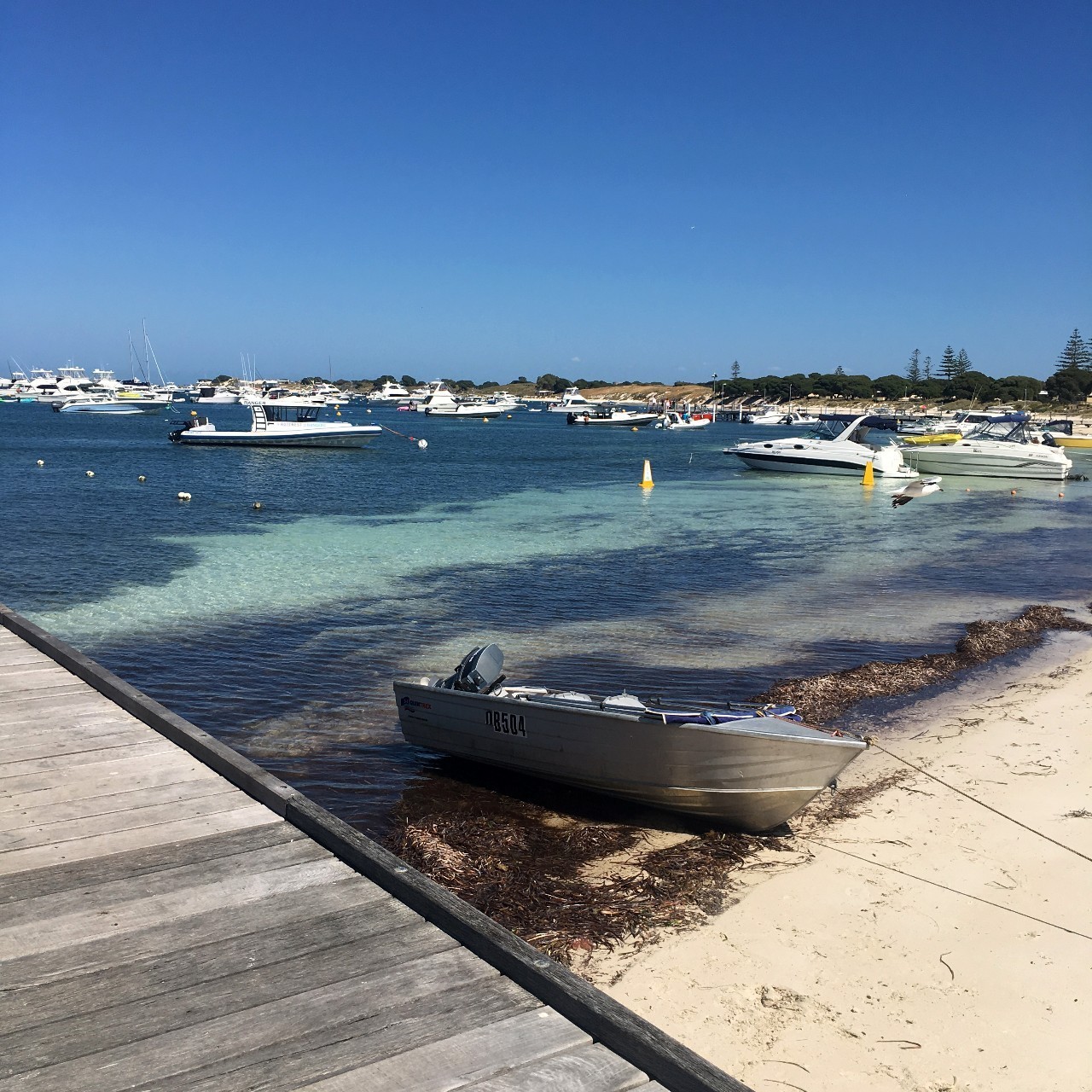 澳洲龙虾怎样捕,澳洲淡水龙虾抓虾方法