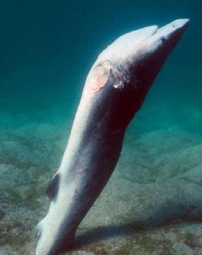 鱼翅营养成分表,安康鱼翅是不是像猪蹄一样的胶质