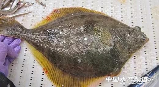 阿拉斯加从几个月开始进入猛涨期,阿拉斯加的行情