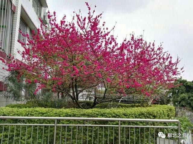 柳师附小足球,柳师附小踢足球