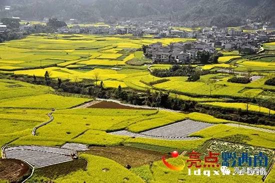 贵州万峰林油菜花怎么玩,贵州万峰林最美油菜花视频