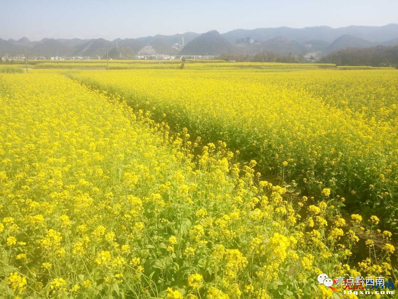 贵州万峰林油菜花怎么玩,贵州万峰林最美油菜花视频