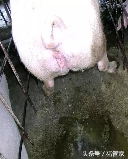 母猪排尿困难怎么回事,产后母猪尿少尿困难怎么治疗